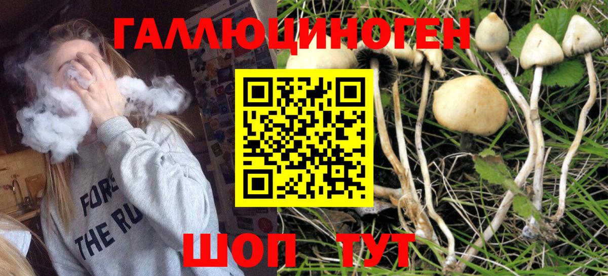 Галлюциногенные грибы Psilocybe Нарьян-Мар